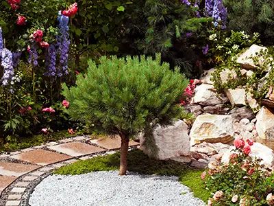 Garden Renovation Services, Loveland, CO