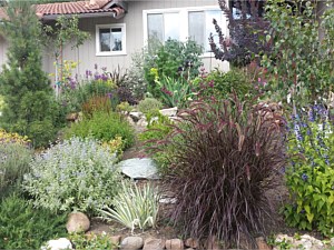 Xeriscapes